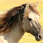 Sanovnik konj – Šta znači sanjati konja?