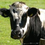 Sanovnik krava – Šta znači sanjati kravu?
