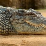 Sanovnik krokodil – Šta znači sanjati krokodila?