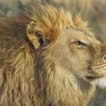 Sanovnik lav – Šta znači sanjati lava?