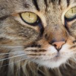 Sanovnik mačka – Šta znači sanjati mačku?