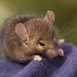 Sanovnik miš – Šta znači sanjati miša?