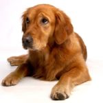 Sanovnik pas – Šta znači sanjati psa?