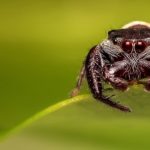 Sanovnik pauk – Šta znači sanjati pauka?