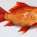 Sanovnik riba – Šta znači sanjati ribu?