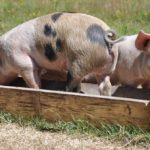 Sanovnik svinja – Šta znači sanjati svinju?