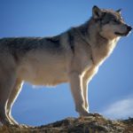 Sanovnik vuk – Šta znači sanjati vuka?