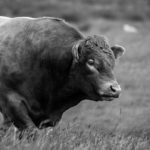 Sanovnik bik – Šta znači sanjati bika?