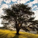 Sanovnik drvo – Šta znači sanjati drvo?