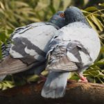 Sanovnik golub – Šta znači sanjati goluba?