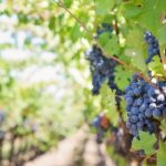 Sanovnik grožđe – Šta znači sanjati grožđe?