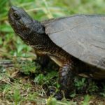 Sanovnik kornjača – Šta znači sanjati kornjaču?