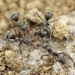 Sanovnik mravi – Šta znači sanjati mrave?