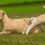Sanovnik ovce – Šta znači sanjati ovce?
