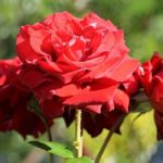 Sanovnik ruža – Šta znači sanjati ružu?