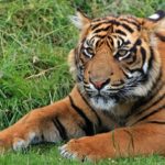 Sanovnik tigar – Šta znači sanjati tigra?
