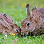 Sanovnik zec – Šta znači sanjati zeca?