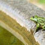 Sanovnik žaba – Šta znači sanjati žabu?