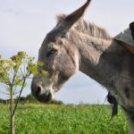 Sanovnik magarac – Šta znači sanjati magarca?