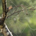 Sanovnik paučina – Šta znači sanjati paučinu?