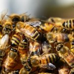 Sanovnik pčele – Šta znači sanjati pčele?